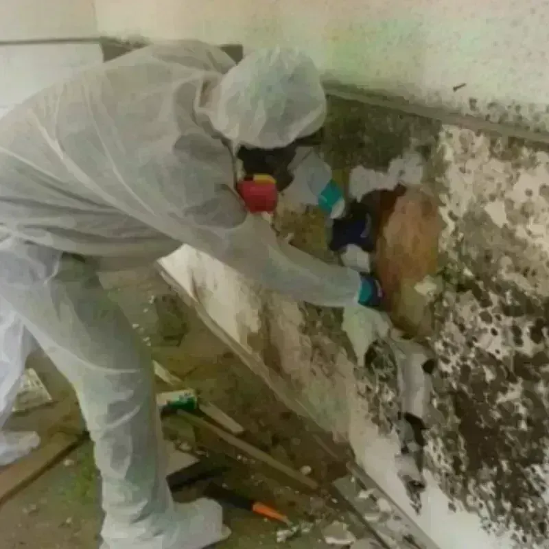 Mold Remediation and Removal in New Hampton, IA